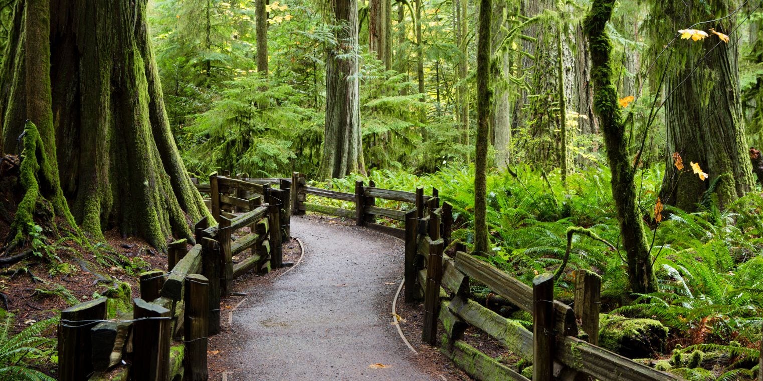 Serene forest pathway in Vancouver highlights its focus on environmental conservation, contrasting with Montreal’s urban greenery strategies, as part of a broader comparison of environmental efforts